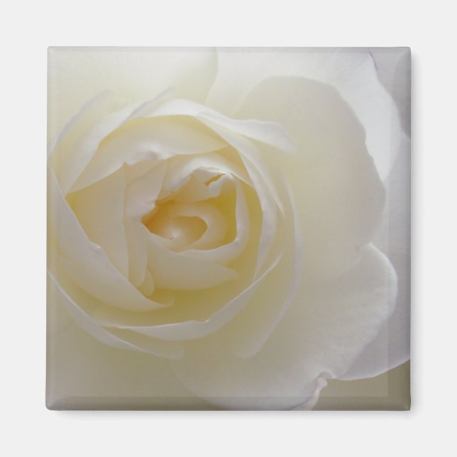 White Rose Magnet Flower Gifts Keepsake Decor (Front)