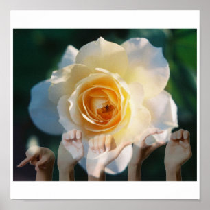 White Rose of Peace - ASL Poster