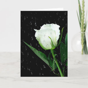 White Rose On Black with Raindrops Card