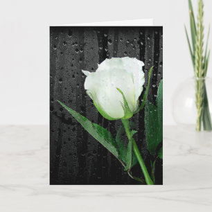 White Rose On Black with Raindrops Card