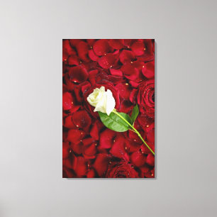 White Rose On Red Petals Canvas Print