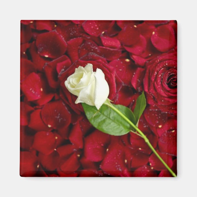 White Rose On Red Petals Magnet (Front)