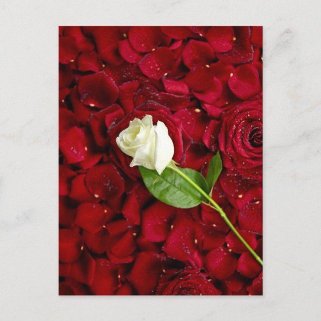 White Rose On Red Petals Postcard (Front)