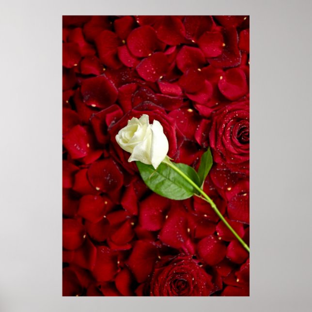 White Rose On Red Petals Poster (Front)