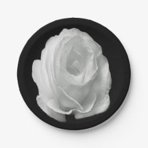 white-rose-on-the-black-background