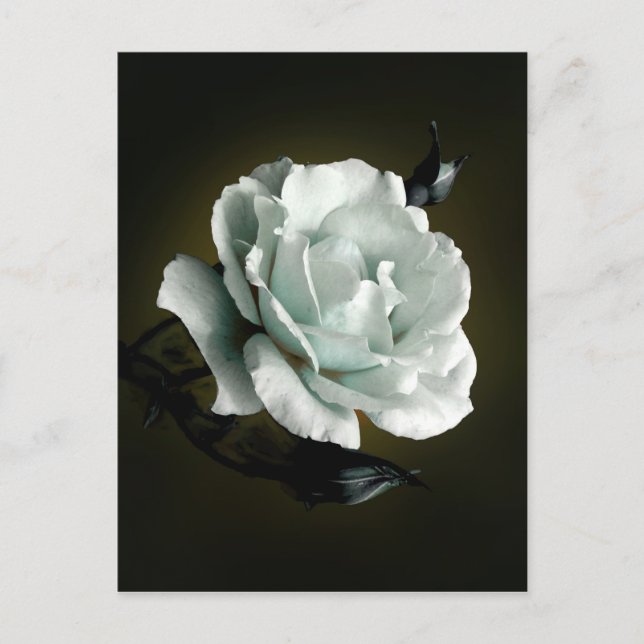 White Rose Photo On Black Background Postcard (Front)