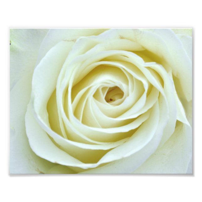 White Rose Photo Print (Front)
