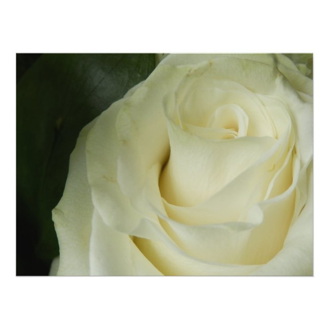 White Rose Photo Print (Front)