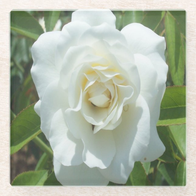White Rose Photo Square Glass Coaster (Front)