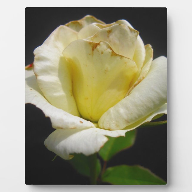 White Rose Plaque (Front)