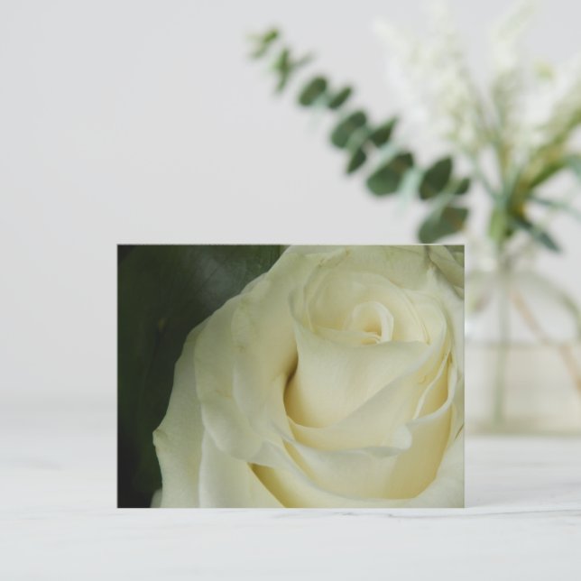 White Rose Postcard (Standing Front)