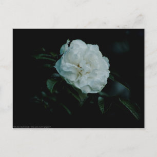 White Rose Postcard