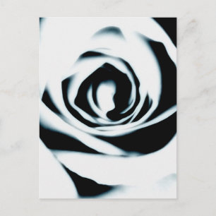 White Rose Postcard