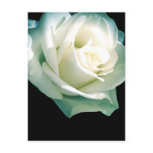 White rose