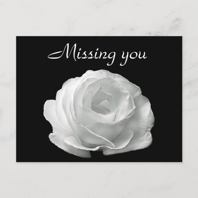 White Rose Postcard (Front)