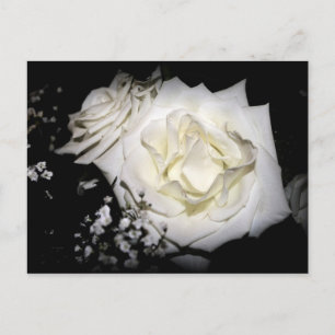White Rose Postcard