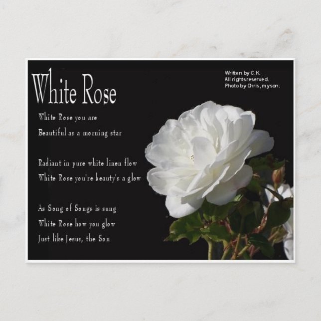 White Rose Postcard (Front)