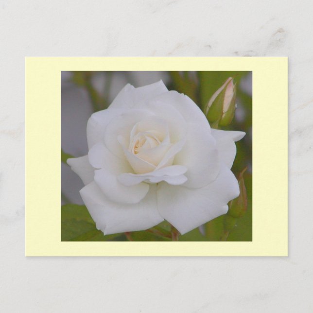 White Rose Postcard (Front)