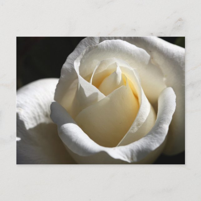 White Rose Postcard (Front)
