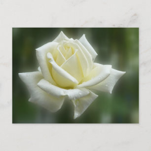 White Rose Postcard