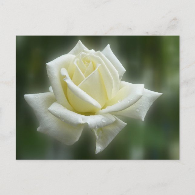 White Rose Postcard (Front)