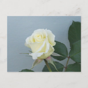White Rose Postcard