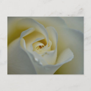White Rose Postcard