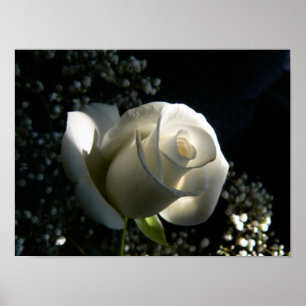 White Rose Poster