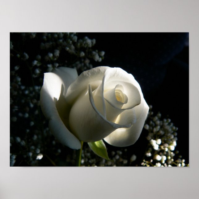 White Rose Poster (Front)