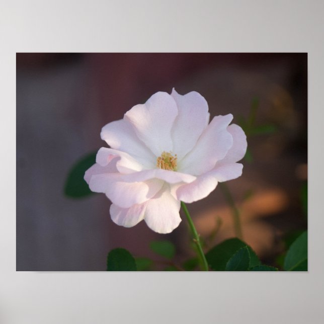 White Rose Poster (Front)