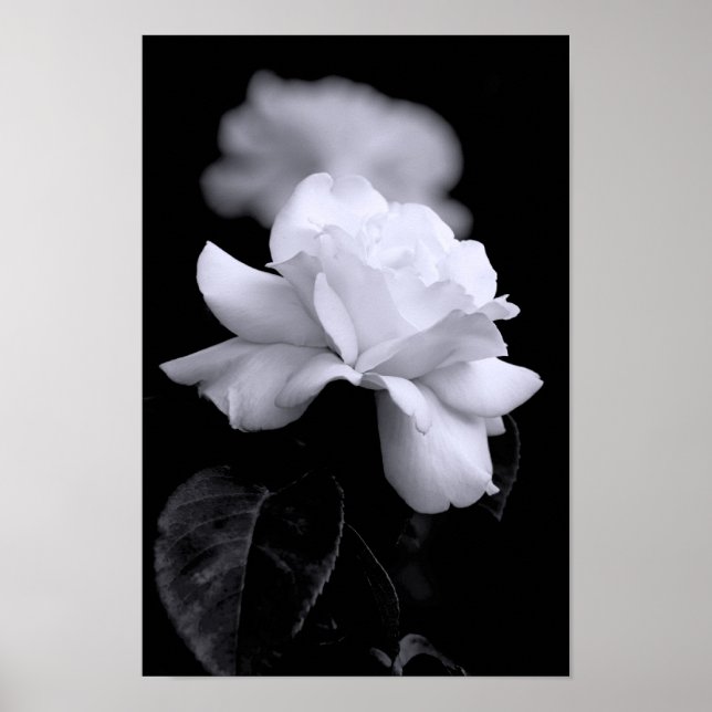 White Rose Poster (Front)