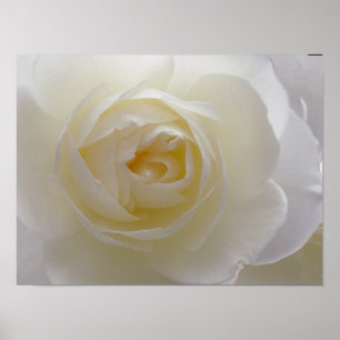 White Rose Poster Print Beautiful Flower Art Print