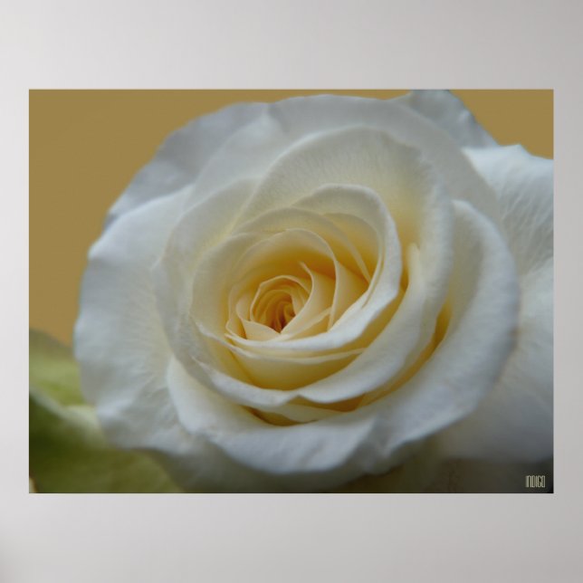 White Rose Poster Print Beautiful Flower Art Print (Front)