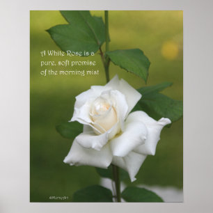 White Rose Poster: ROSE & PROSE 16x20 Poster