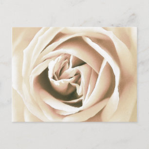 White rose print postcard