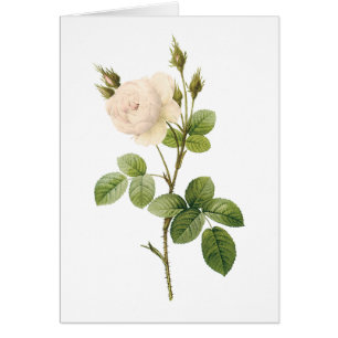 white rose(Rosa campanulata alba) by Redouté
