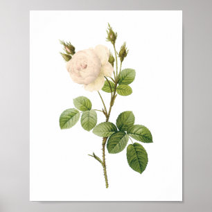 white rose(Rosa campanulata alba) by Redouté Poster