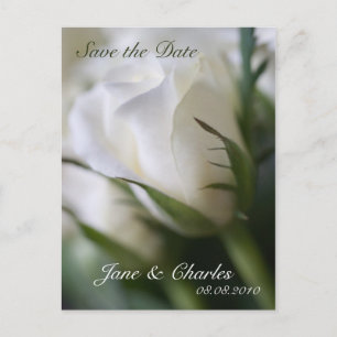 White Rose • Save the Date Postcard