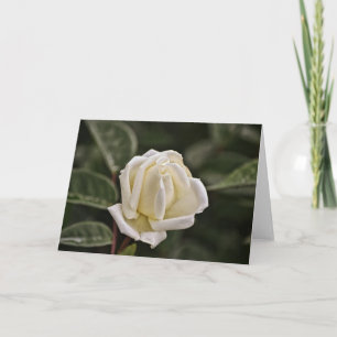 White Rose Scripture Card Proverbs 3