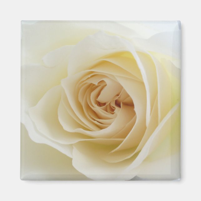 White Rose Square Magnet 001 (Front)