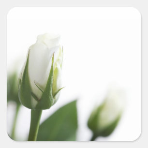 White rose sticker