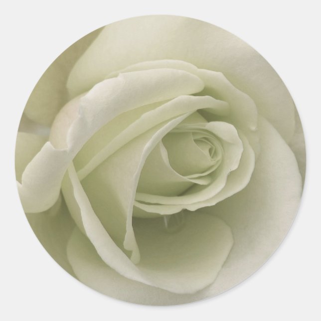 White Rose Sticker (Front)