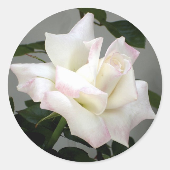 White Rose Sticker (Front)