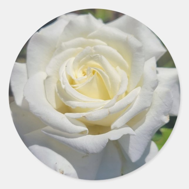 White Rose Stickers (Front)