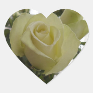 White rose stickers