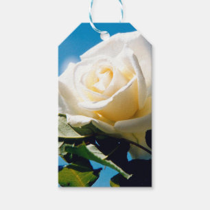 White rose under blue sky gift tags
