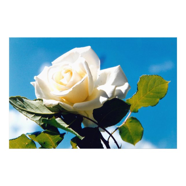 White rose under blue sky  photo print (Front)