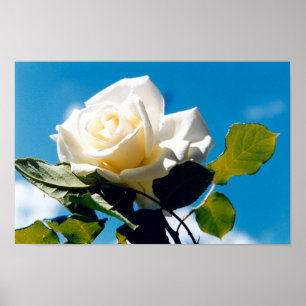 White rose under blue sky poster