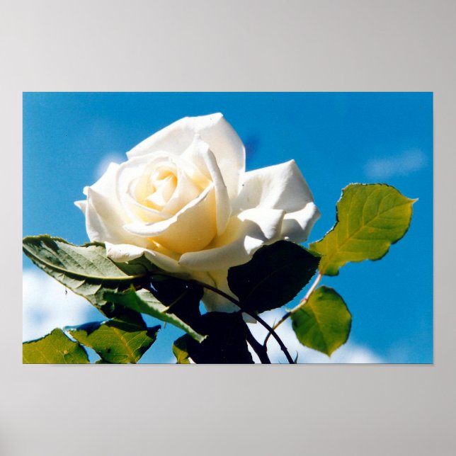 White rose under blue sky poster (Front)