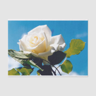 White rose under blue sky tissue paper
